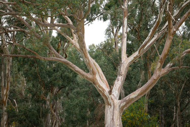 25 RED FOREST GUM Tree Eucalyptus Tereticornis Blue Grey Mountain Flower Seeds